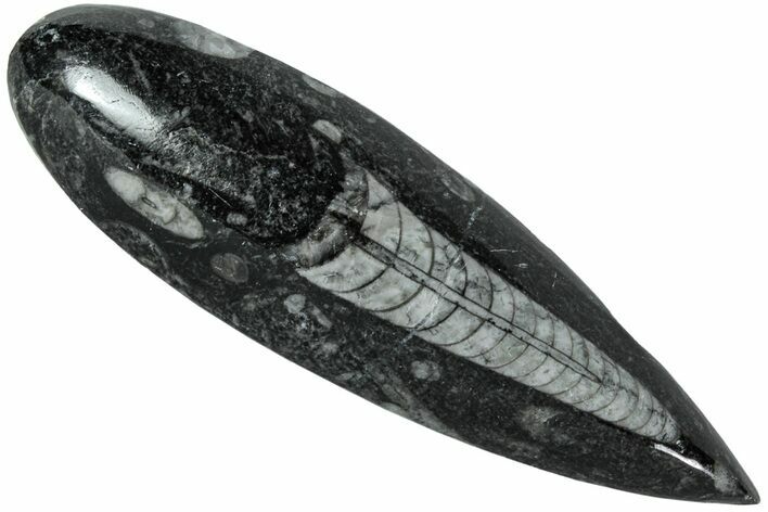 Polished Fossil Orthoceras (Cephalopod) - Morocco #216151